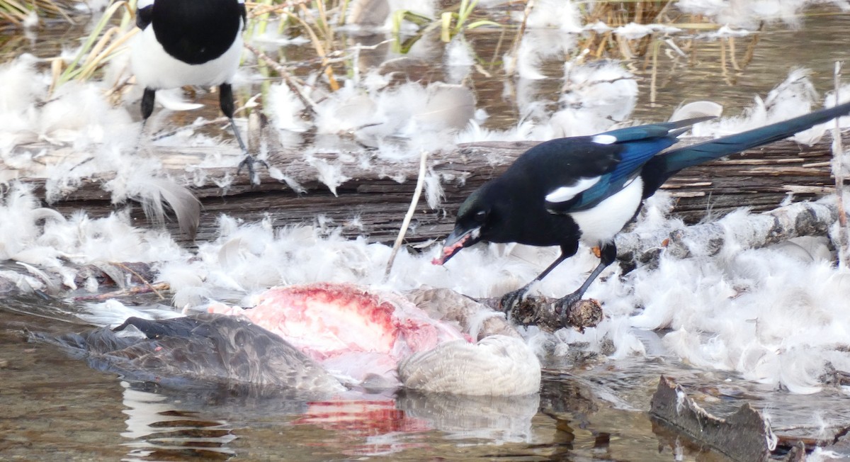 Black-billed Magpie - ML614757435