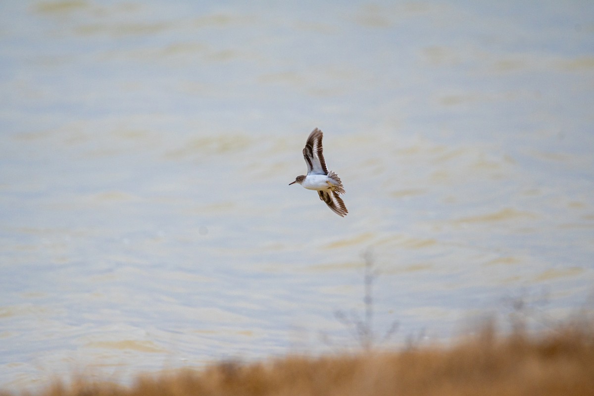 Spotted Sandpiper - Tim Vellutini