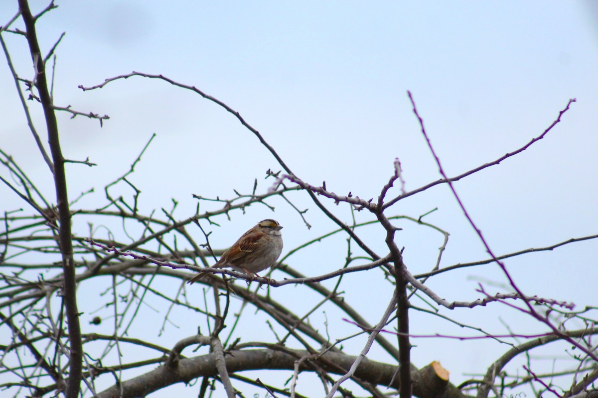 White-throated Sparrow - Marshall Schmidt