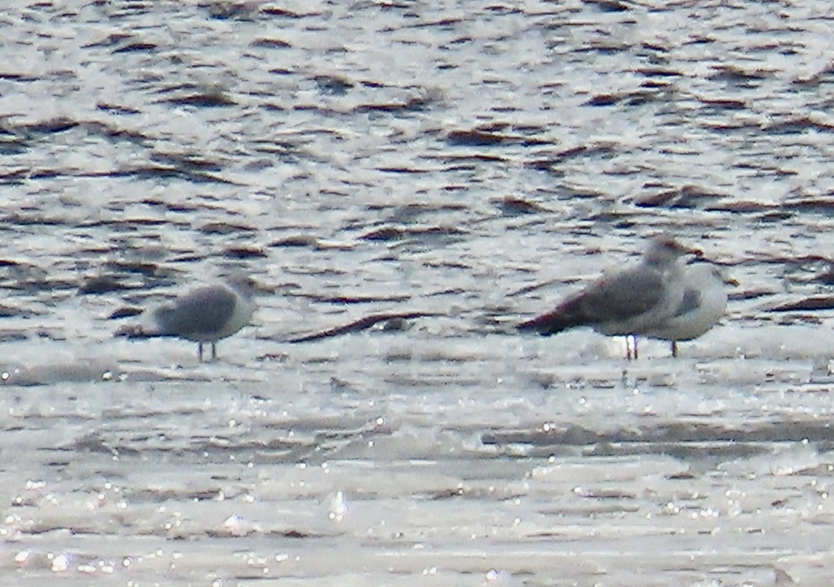 Iceland Gull - ML614757471