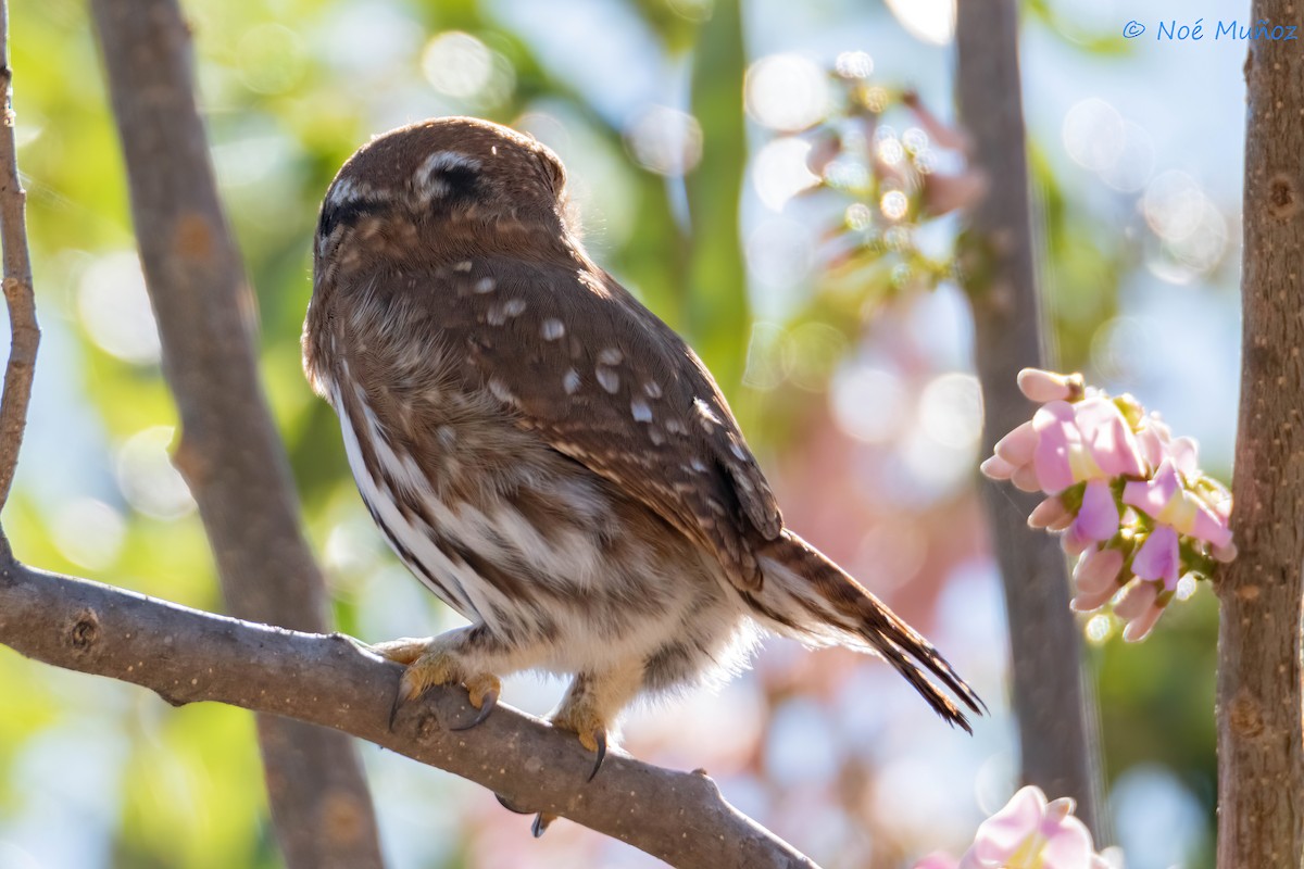 Ferruginous Pygmy-Owl - ML614757481