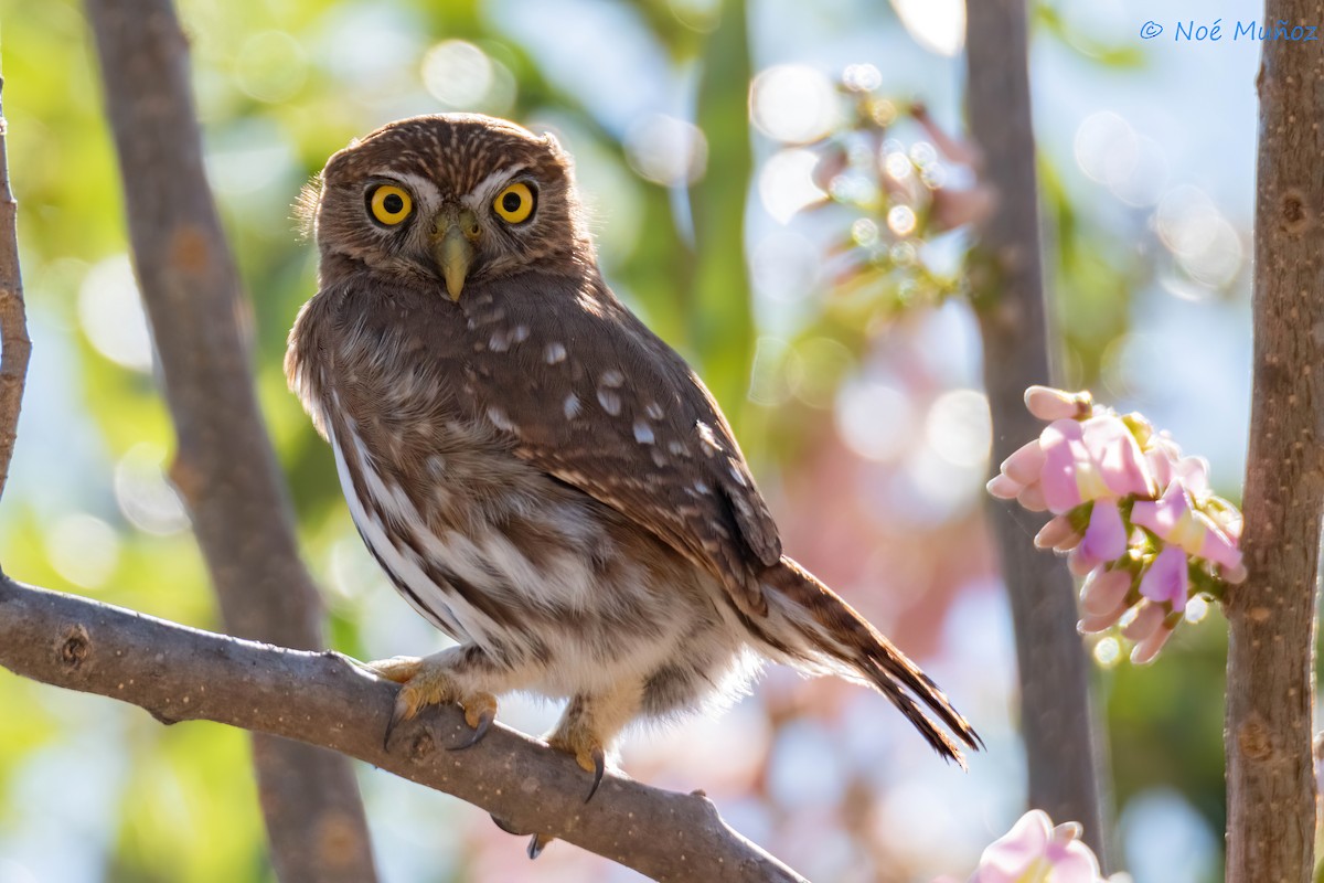 Ferruginous Pygmy-Owl - ML614757482