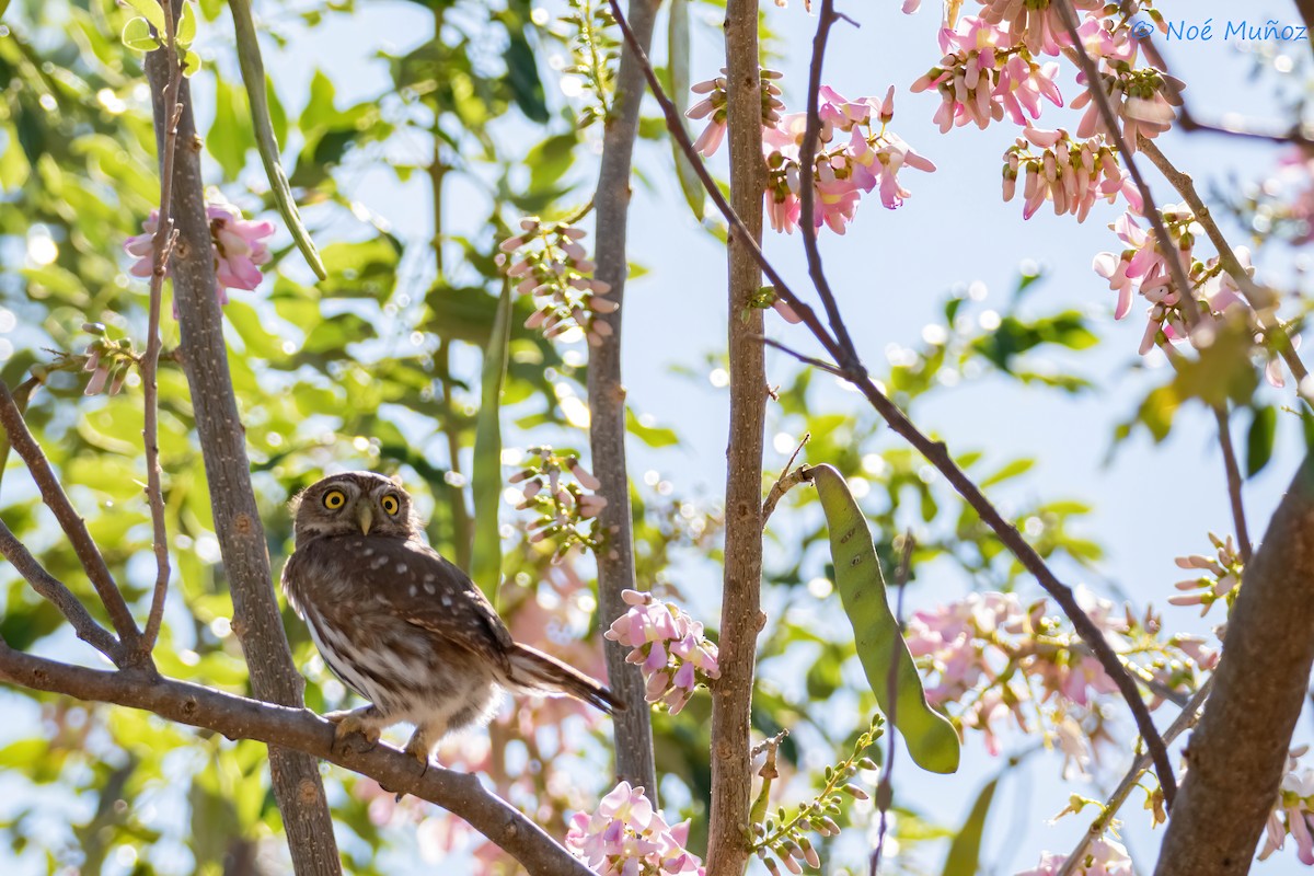 Ferruginous Pygmy-Owl - ML614757483