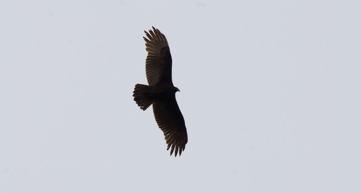 Turkey Vulture - Robin Trevillian