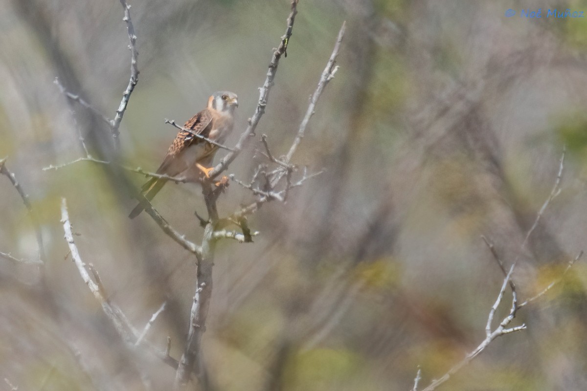 American Kestrel - ML614757494