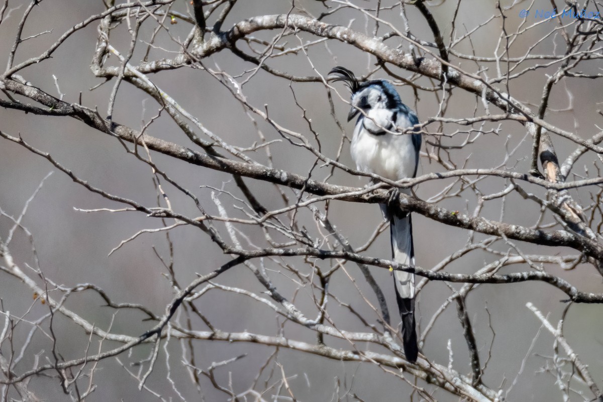 White-throated Magpie-Jay - ML614757547