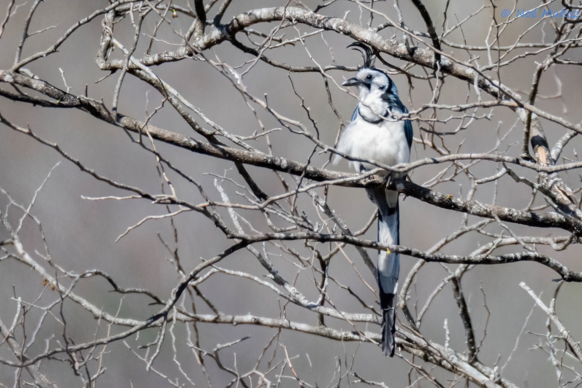 White-throated Magpie-Jay - ML614757549