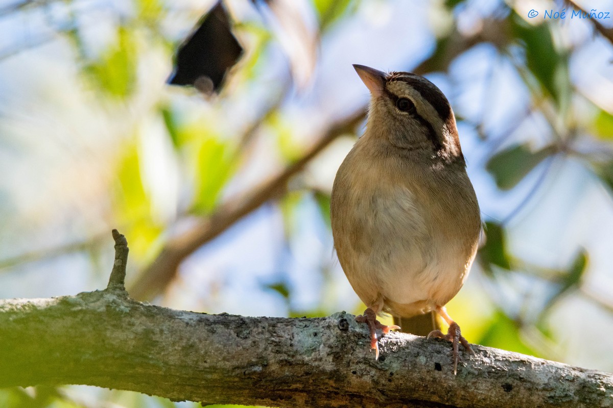 Olive Sparrow - ML614757564