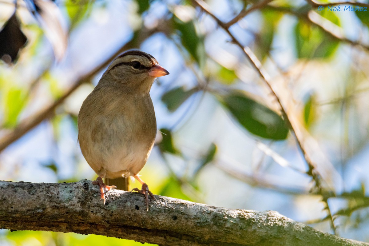 Olive Sparrow - ML614757565