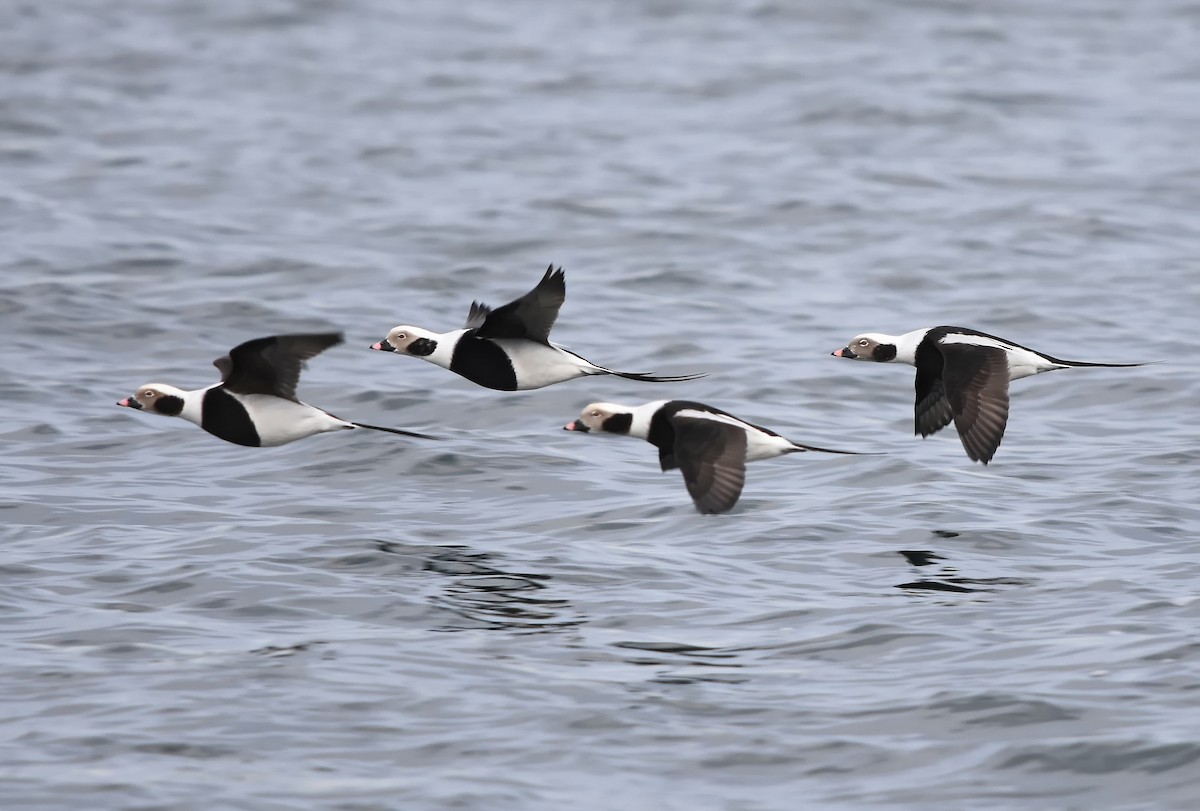 Long-tailed Duck - ML614757614