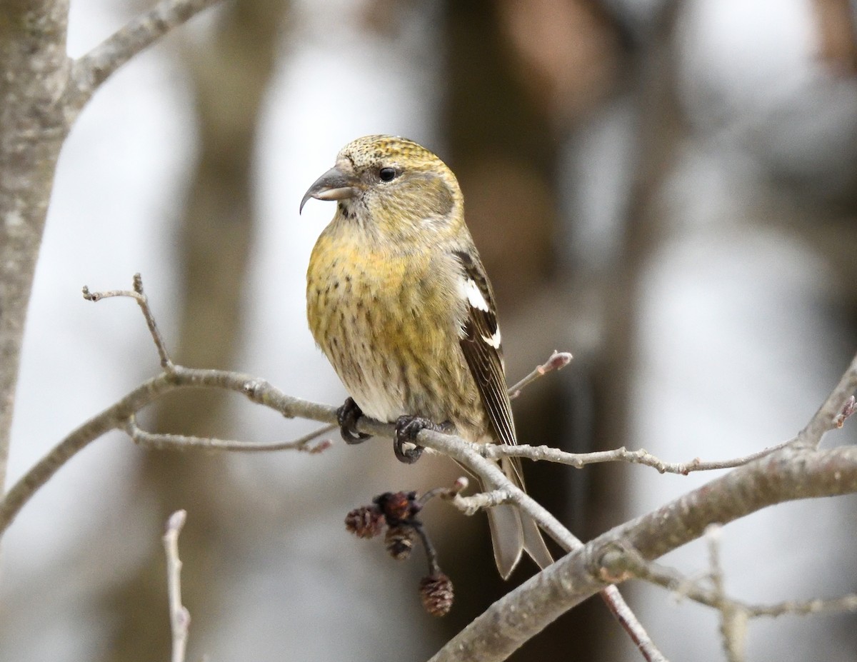 White-winged Crossbill - Margaret Hough