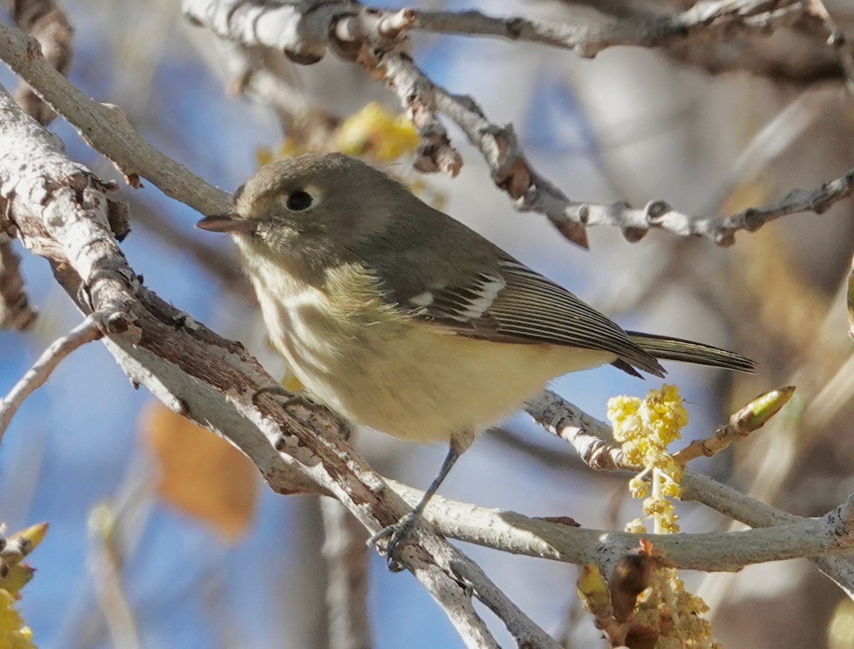 Hutton's Vireo - ML614757701