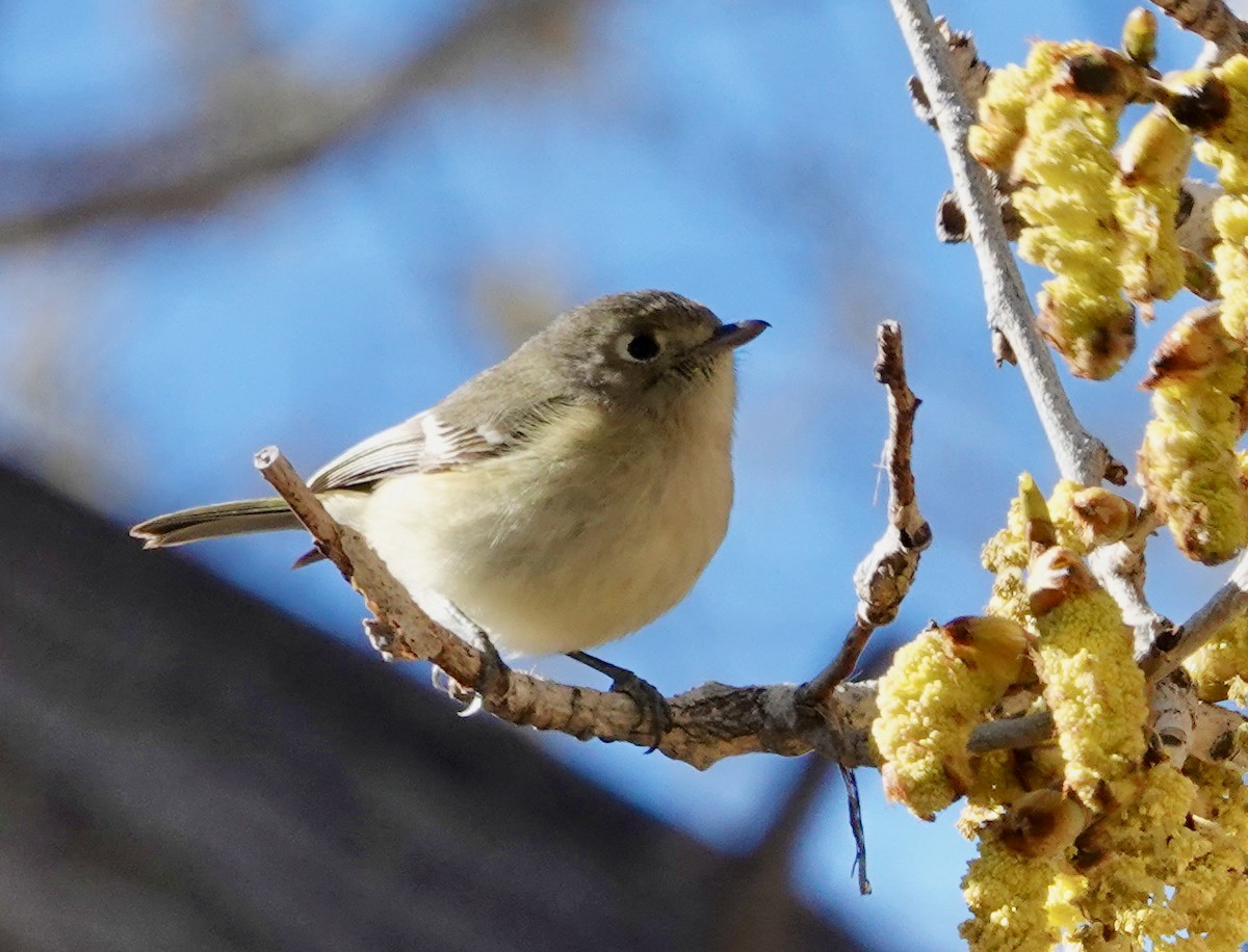 Hutton's Vireo - ML614757702
