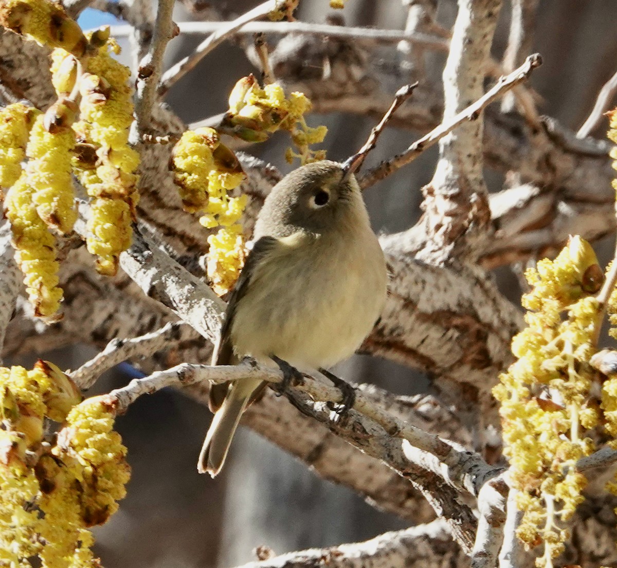 Hutton's Vireo - ML614757703