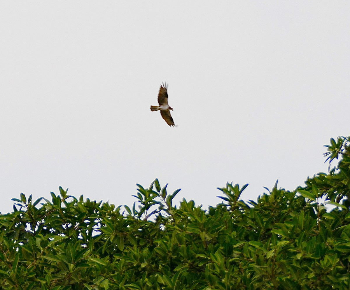 Osprey - ML614757731