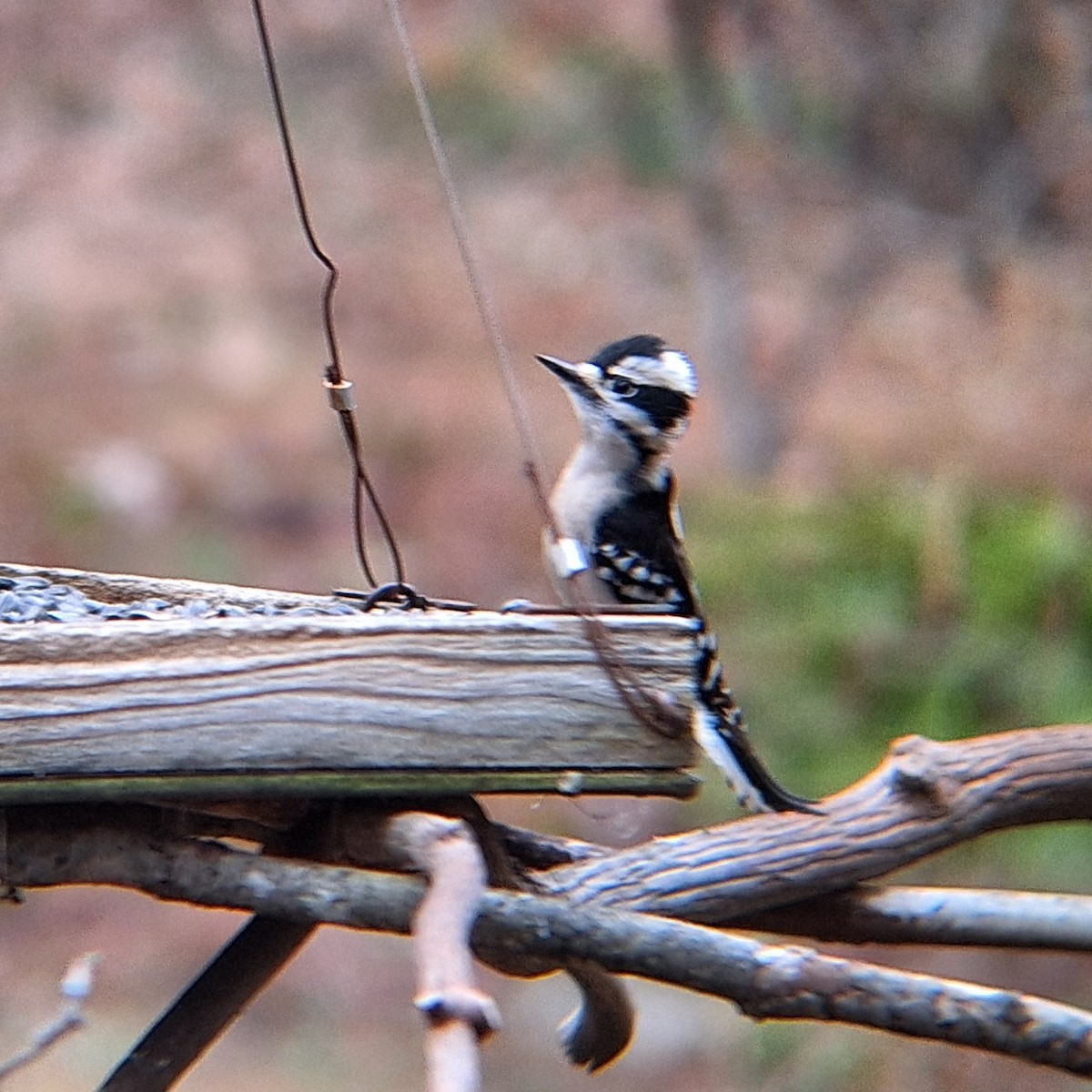 Downy Woodpecker - ML614757813