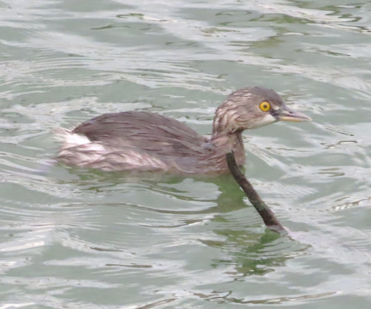 Least Grebe - ML614757826