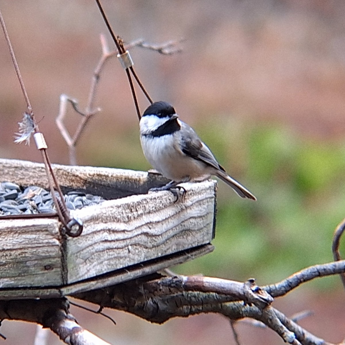 Carolina Chickadee - ML614757830