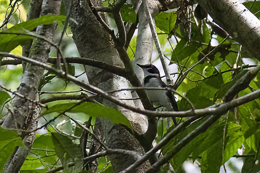 Black-sided Robin - ML614757848