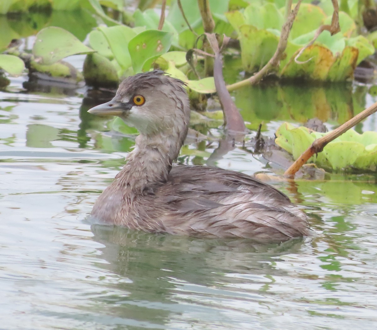 Least Grebe - Alfredo Correa