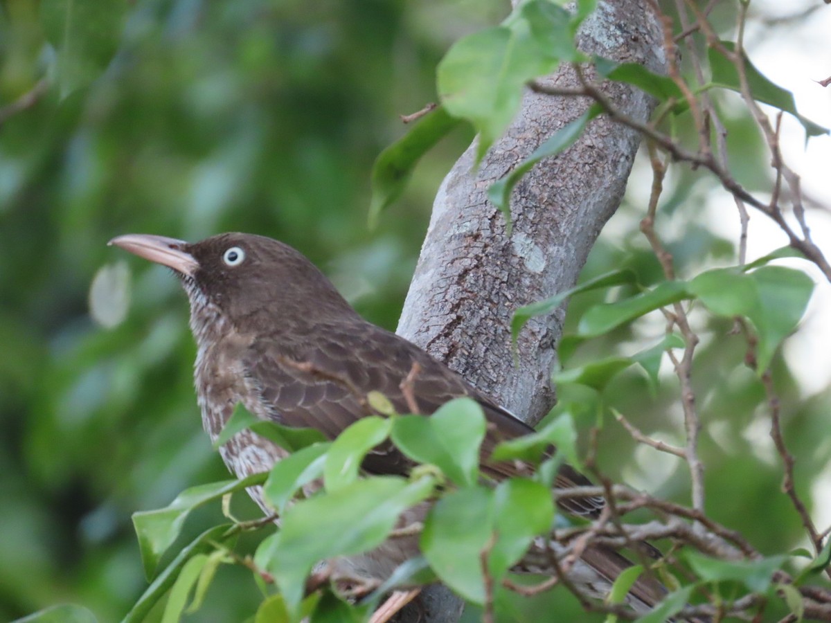 Pearly-eyed Thrasher - ML614757942