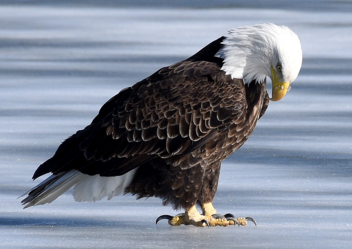 Bald Eagle - ML614757957