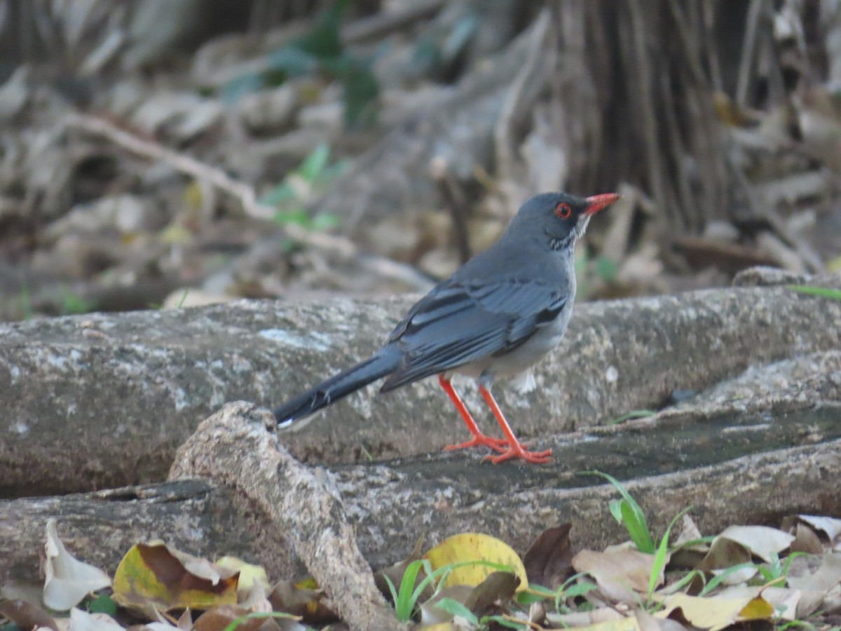 Red-legged Thrush - ML614757975