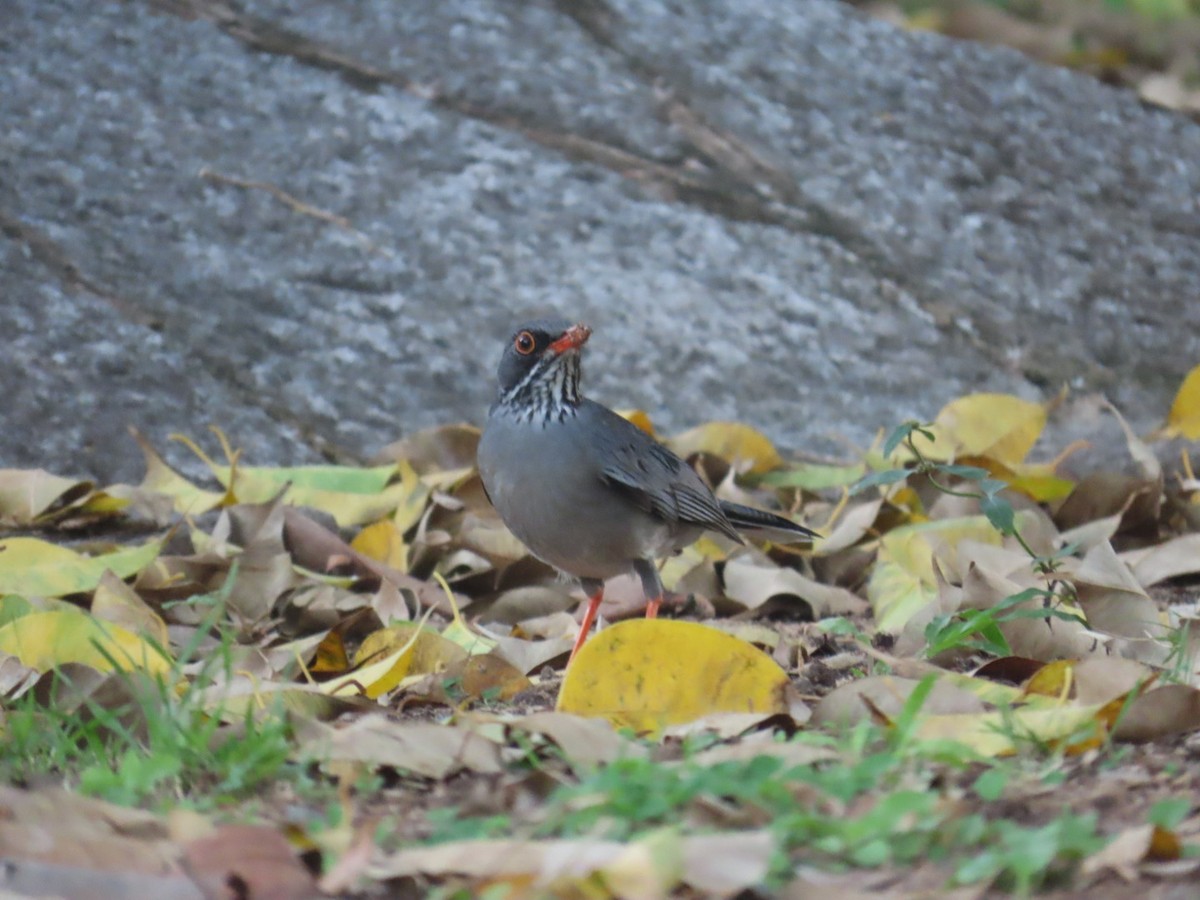 Red-legged Thrush - ML614757976