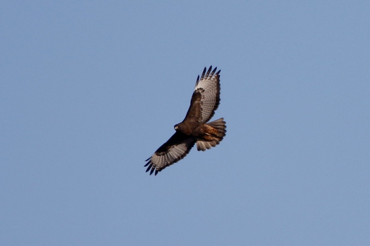 Red-tailed Hawk - ML614758013