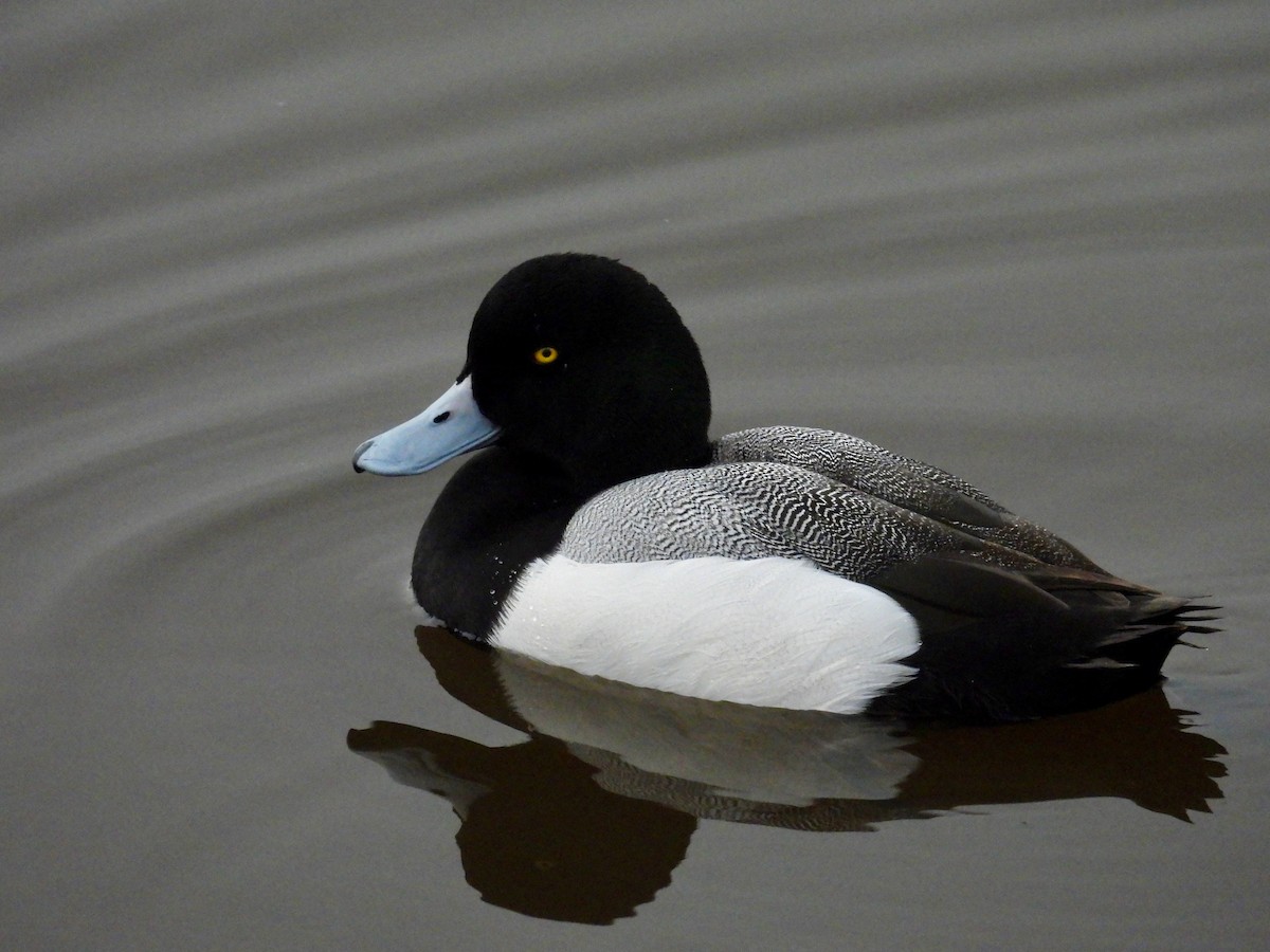 Greater Scaup - ML614758017