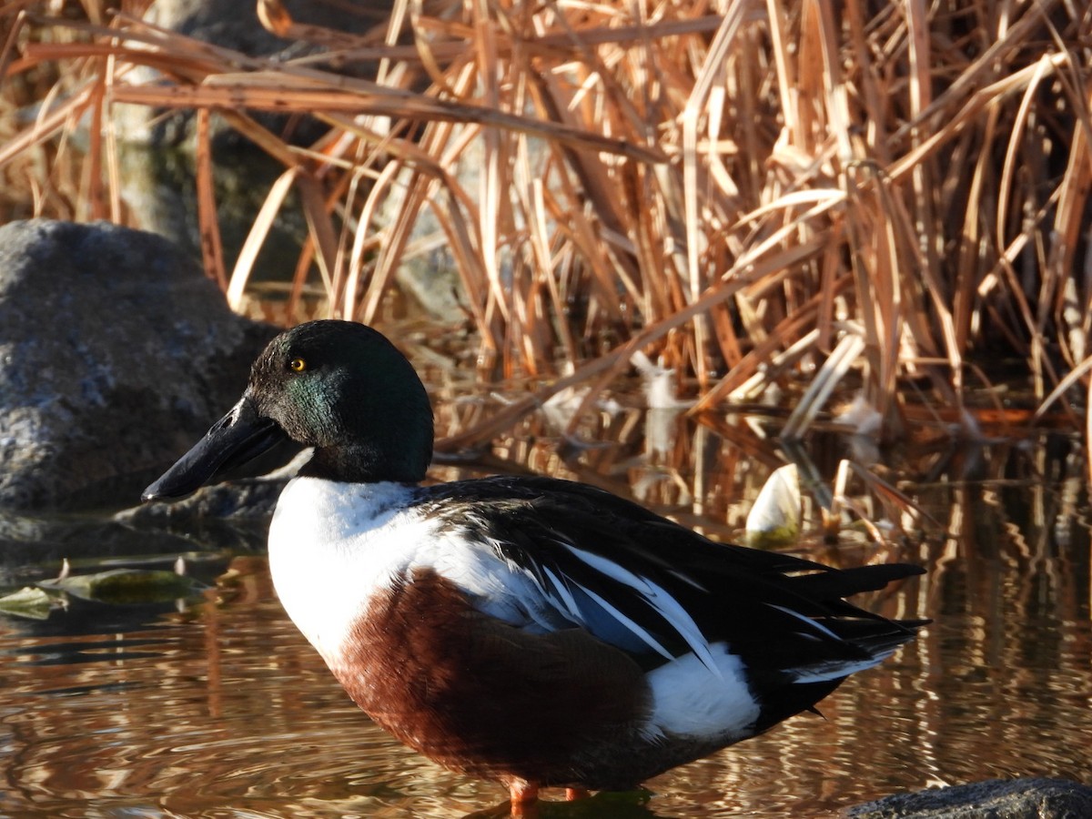 Northern Shoveler - ML614758107