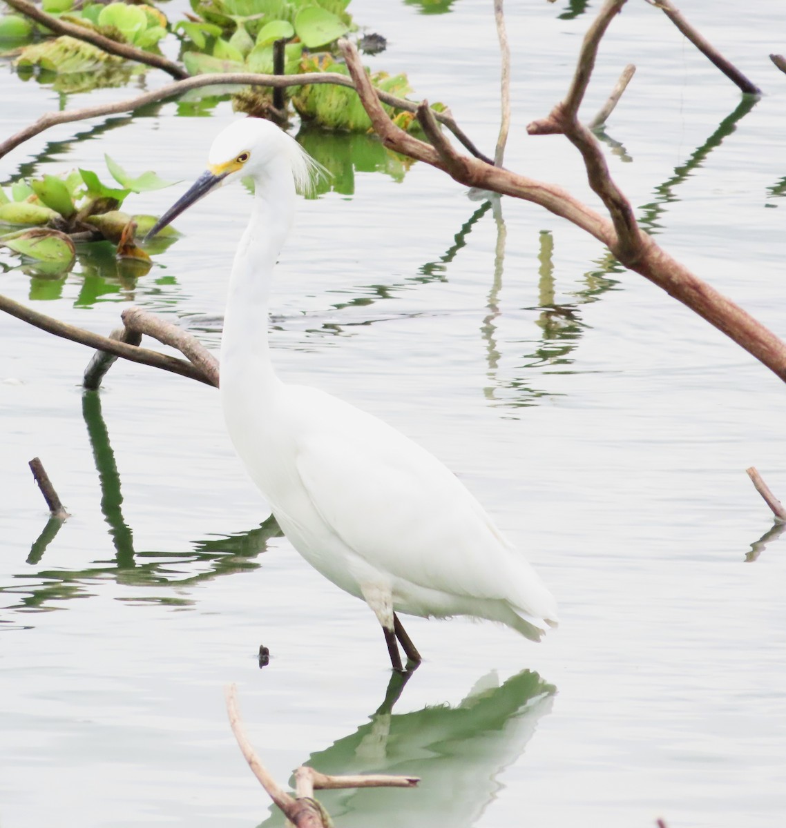 Snowy Egret - ML614758128