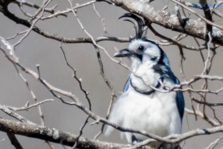 White-throated Magpie-Jay - ML614758130