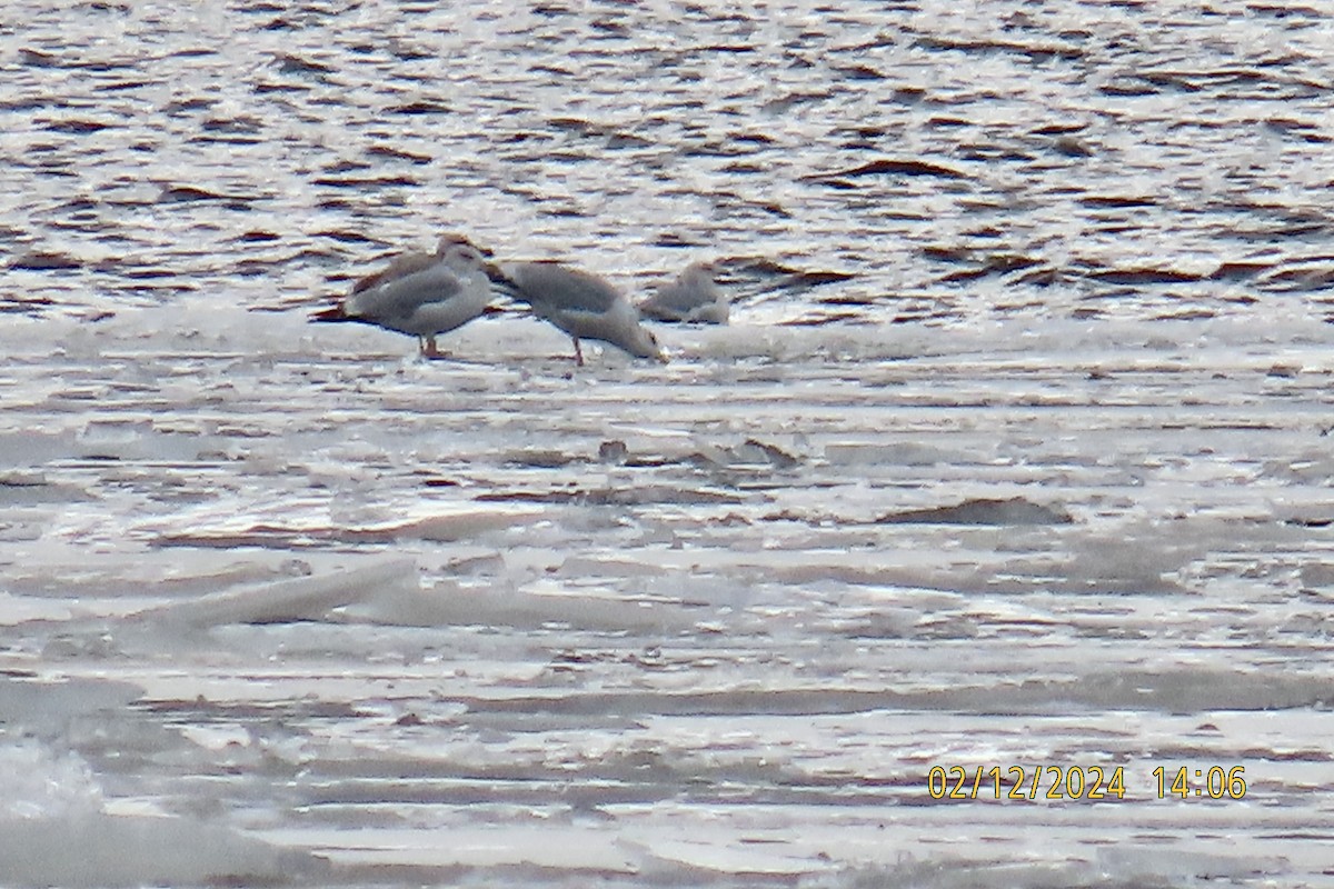 Herring Gull - Leslie Baker