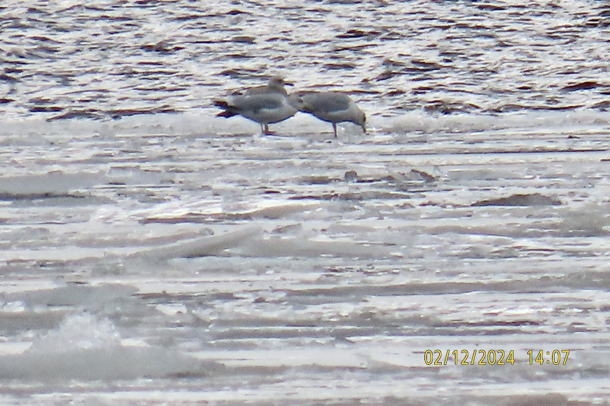 Herring Gull - ML614758195