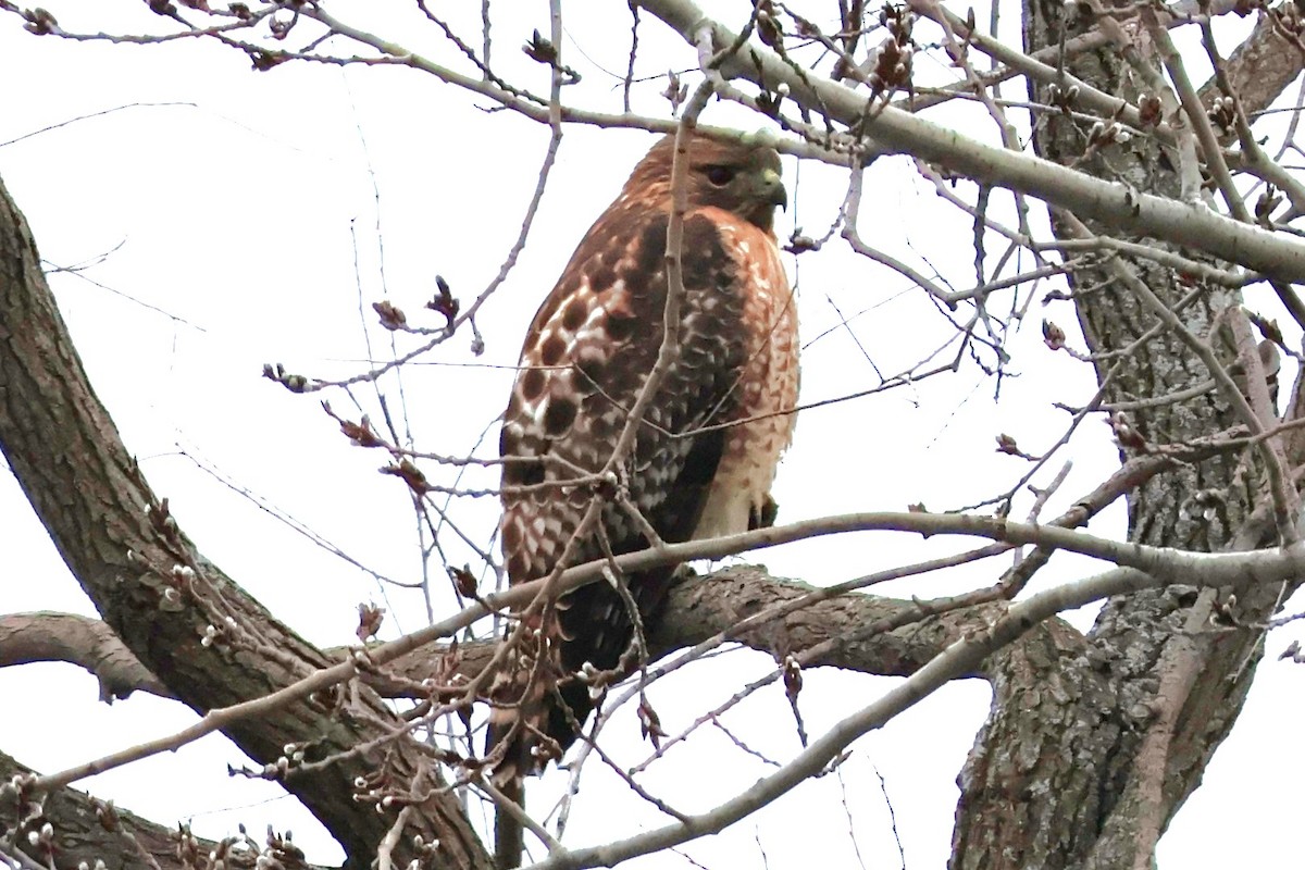 Red-shouldered x Red-tailed Hawk (hybrid) - ML614758205