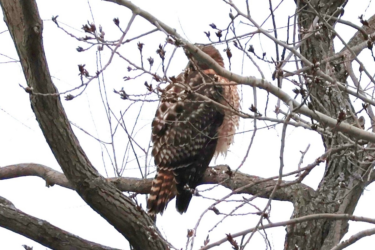 Red-shouldered x Red-tailed Hawk (hybrid) - ML614758206