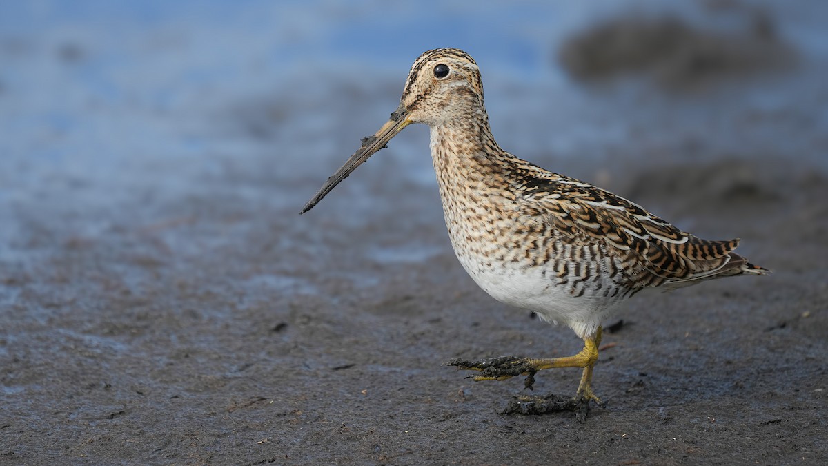 Magellanic Snipe - Brendan Murtha