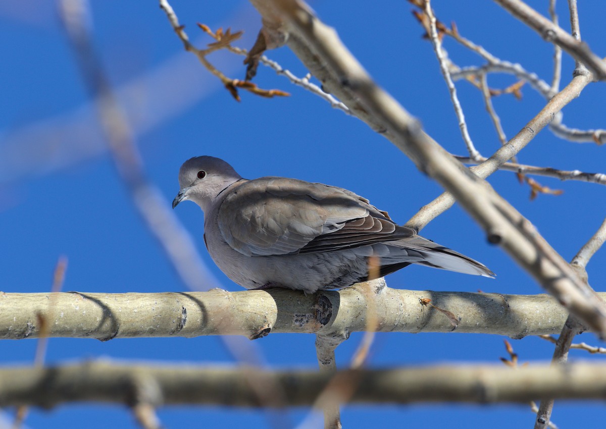 Eurasian Collared-Dove - ML614758287