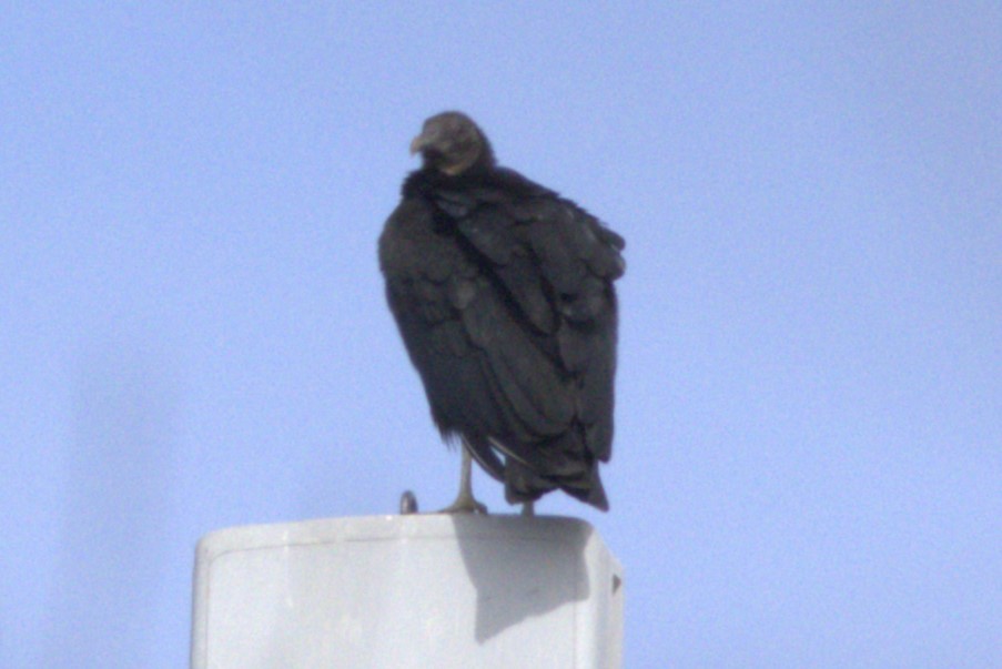 Black Vulture - David Bennett