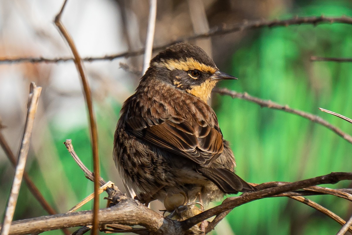 Siberian Accentor - Phillip K