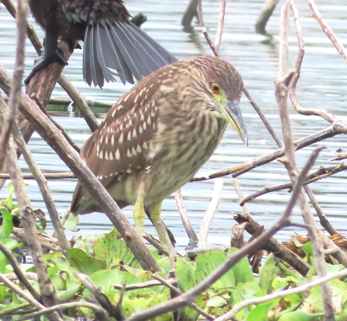 Black-crowned Night Heron - ML614758515