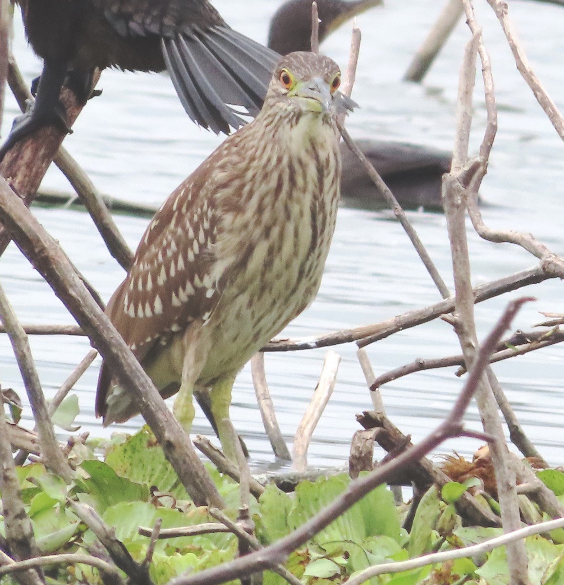 Black-crowned Night Heron - ML614758516