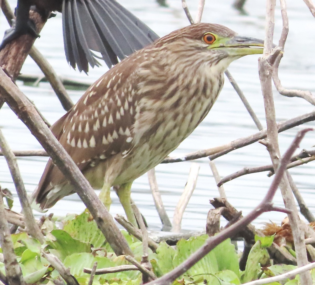 Black-crowned Night Heron - ML614758517