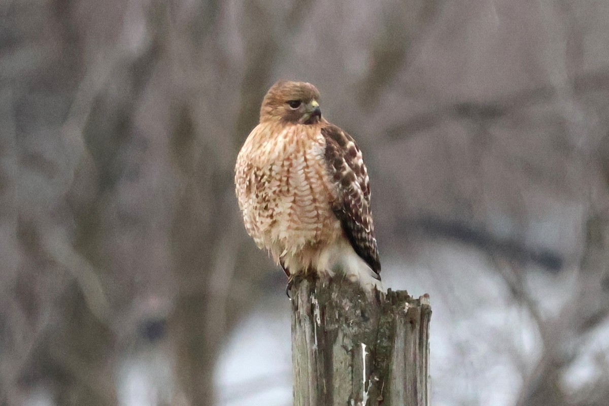 Red-shouldered x Red-tailed Hawk (hybrid) - ML614758528