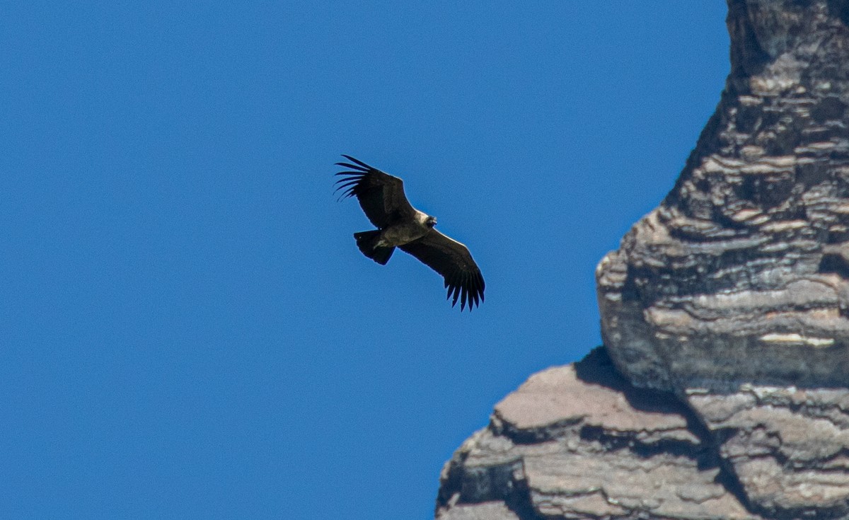 Andean Condor - ML614758530