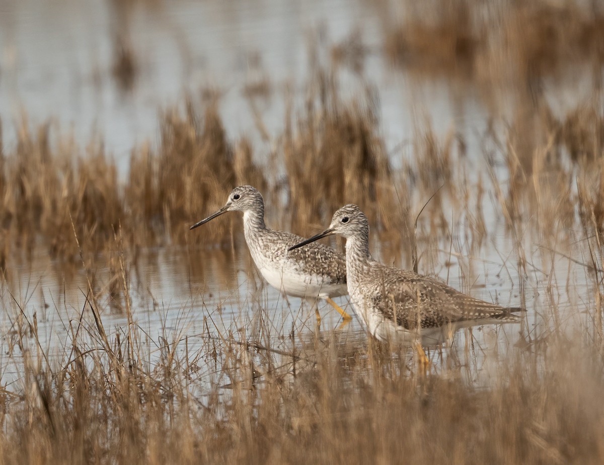 Greater Yellowlegs - ML614758686