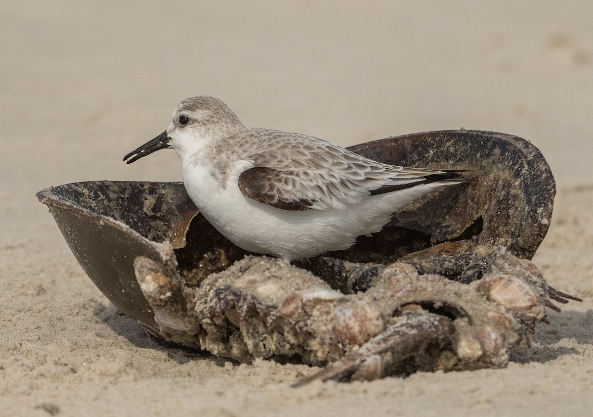 Bécasseau sanderling - ML614758694