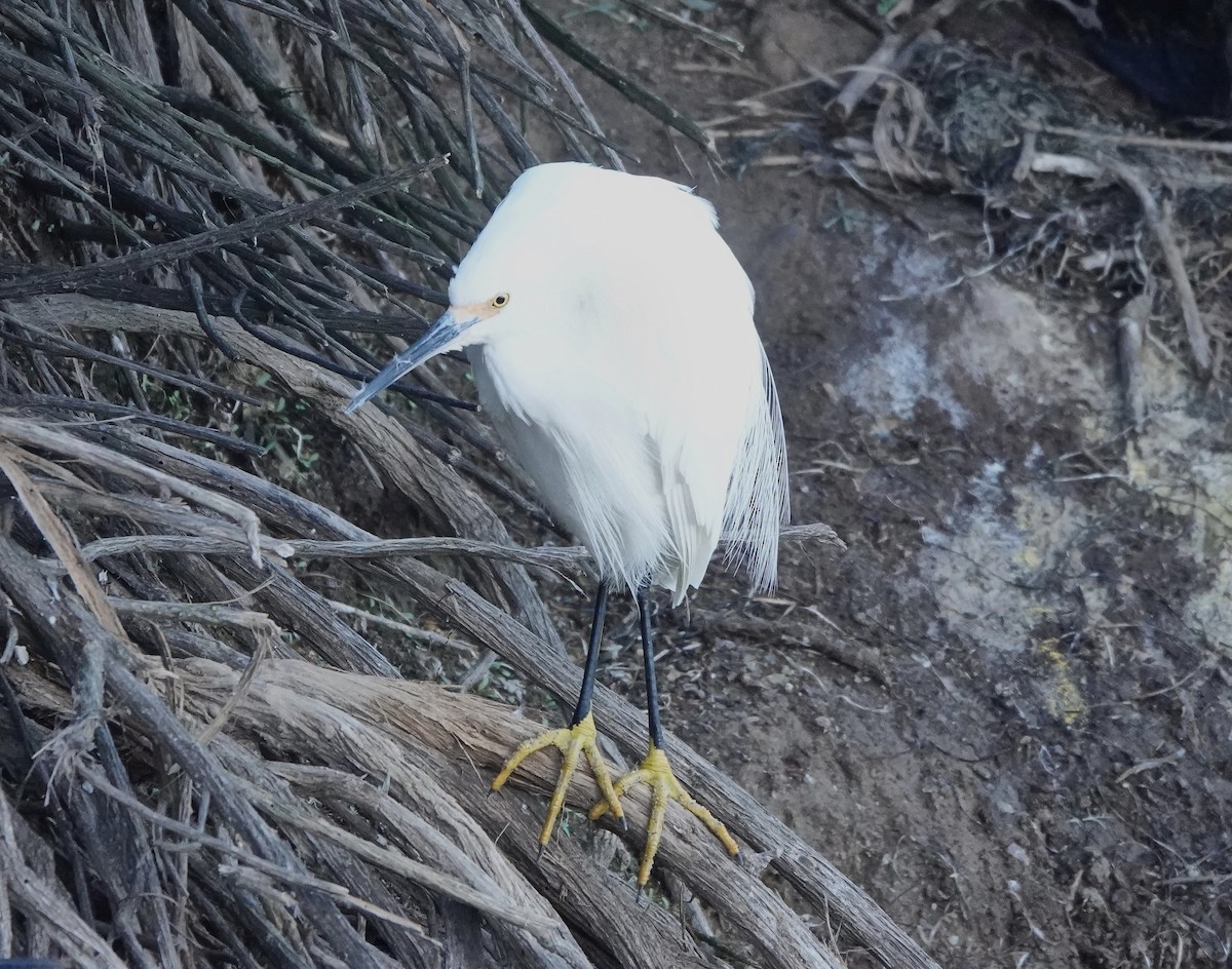 Aigrette neigeuse - ML614758696