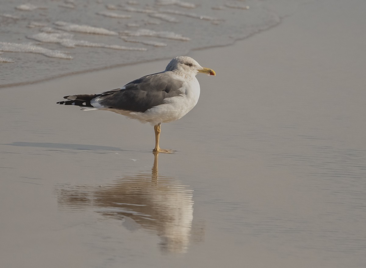 Lesser Black-backed Gull - Wendy Crowe